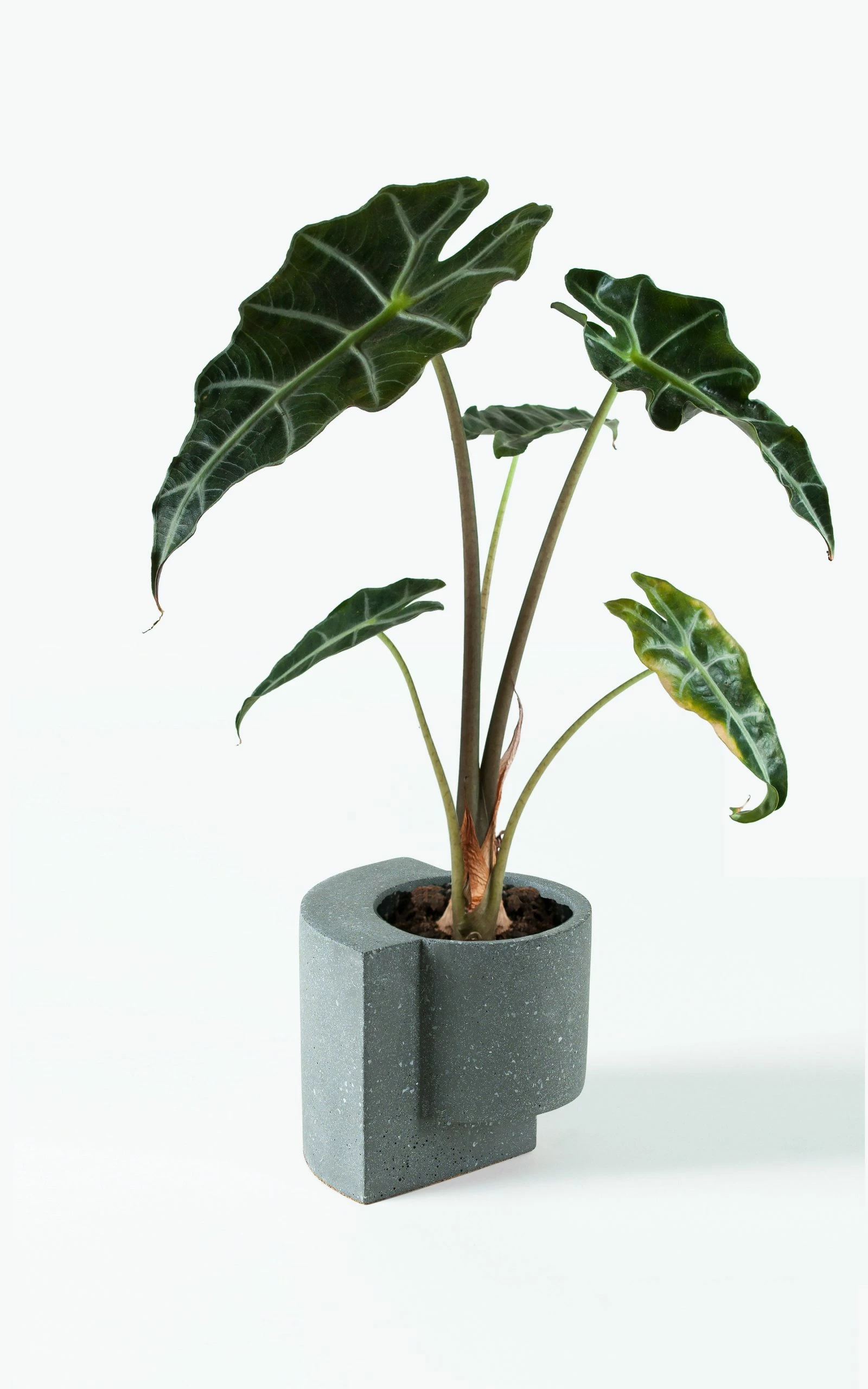 TORTUGA Live Platform Planters, The Contemporary Set (one Medium Coral And One Small Graphite) 5 TORTUGA Live Platform Planters, The Contemporary Set (one Medium Coral And One Small Graphite)