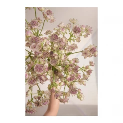 Claiborne Swanson Frank ASTRANTIA I