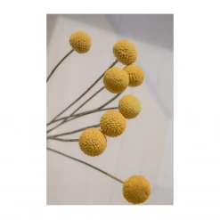 Claiborne Swanson Frank CRASPEDIA BILLY BALLS II Live