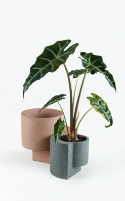 TORTUGA Live Platform Planters, The Contemporary Set (one Medium Coral And One Small Graphite)