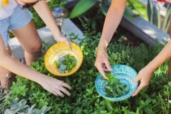 Pomelo Casa Casa Verde Medium Bowl Live