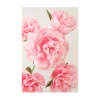 Claiborne Swanson Frank PINK PEONY III Live