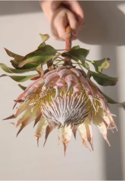 Claiborne Swanson Frank Live SPIKY PROTEA II