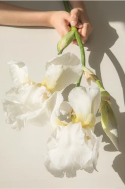 Claiborne Swanson Frank WHITE IRIS