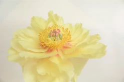 Claiborne Swanson Frank YELLOW PEONY III Live