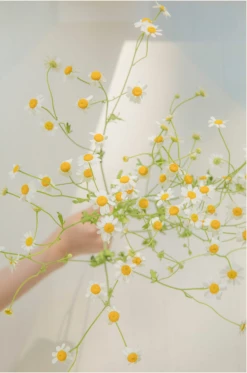 Claiborne Swanson Frank CHAMOMILE