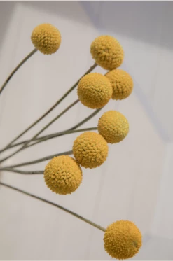 Claiborne Swanson Frank CRASPEDIA BILLY BALLS II Live