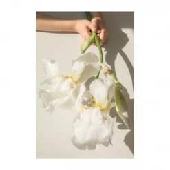 Claiborne Swanson Frank WHITE IRIS