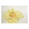 Claiborne Swanson Frank YELLOW PEONY III Live