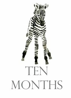 Loulou Baker Baby Month Cards