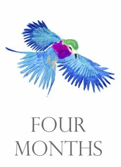 Loulou Baker Baby Month Cards