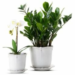 Juliska Live Berry & Thread Whitewash 7